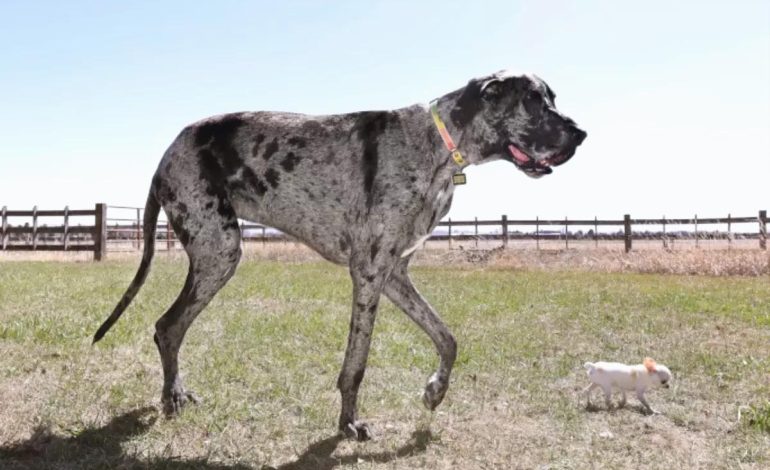 Büyük ve Küçük Köpekler Buluştu