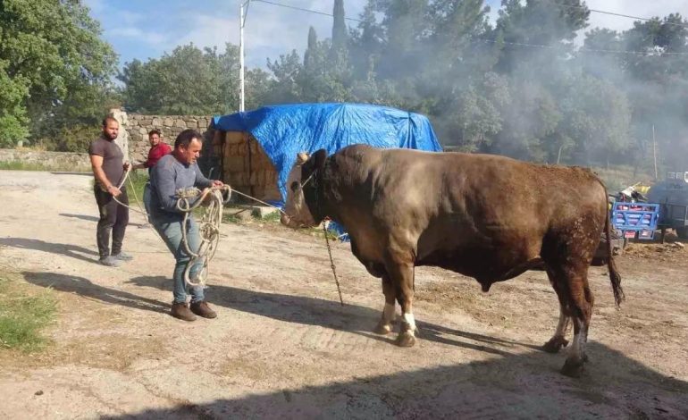 Çanakkale’de 450 Bin TL’lik Boğa Satışa Çıktı