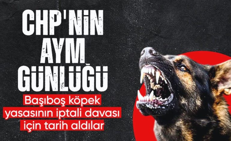 CHP başvurmuştu: AYM başıboş köpek yasasını esastan inceleyecek