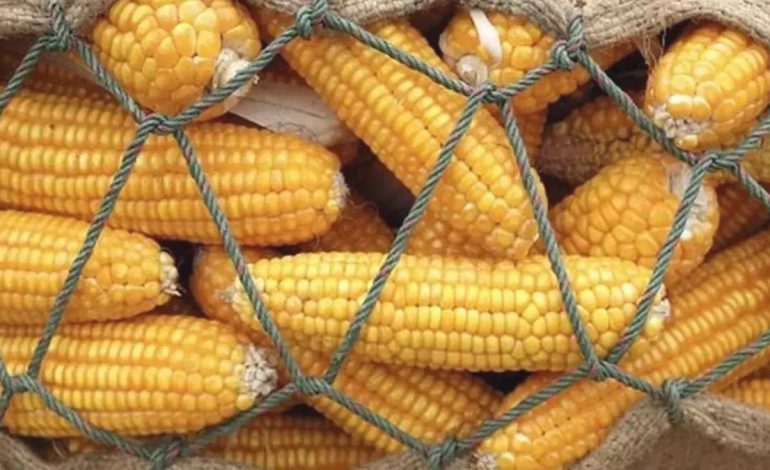Çiftçi mısırını hasat ederken 1 milyon tonluk ithalat yapılacak