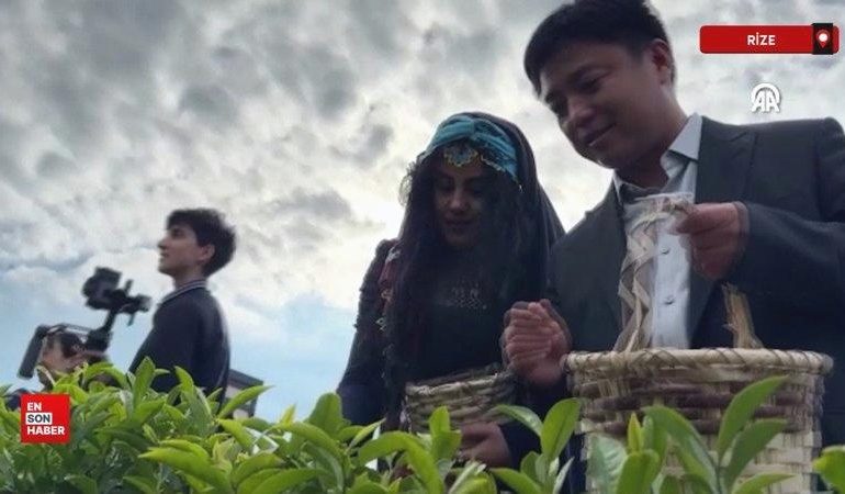 Çinli akademisyenler, Uluslararası Çay Günü’nde Rize’de çay topladı