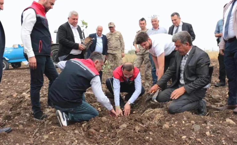 Cizre’de Fıstık ve Badem Projesi Başladı