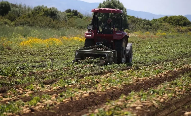 Datça’da Turfanda Patates Hasadı Başladı