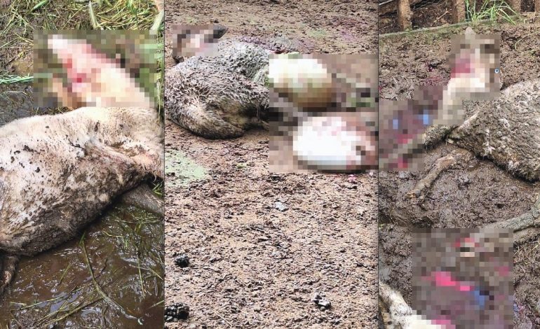 Denizli’de kurt, kurbanlık kuzuları telef etti