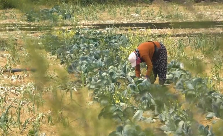 Devletin tarım arazilerine el koyacağı iddiası gerçeği yansıtmıyor