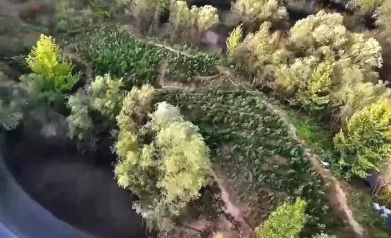 Diyarbakır’da Narkotik Operasyonu: 1.4 Milyon Kök Bitki Ele Geçirildi