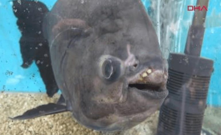 Doğum gününü dadaş piranayla kutladı