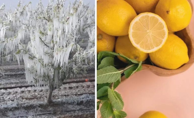 Don Olayı Limon Fiyatlarını Artırdı
