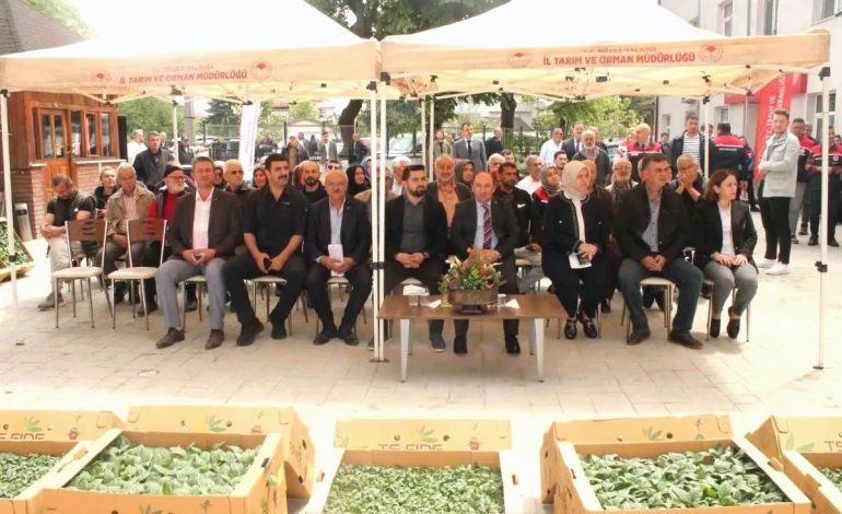 Düzce’de Fide Dağıtımı ile Sebze Üretimi Artacak