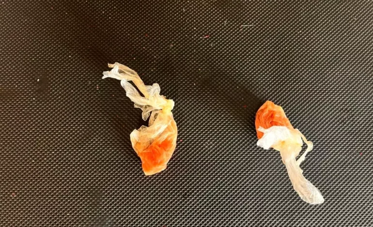 Düzce’de Uyuşturucu Operasyonu: 800 Gram Bonzai Ham Maddesi Ele Geçirildi