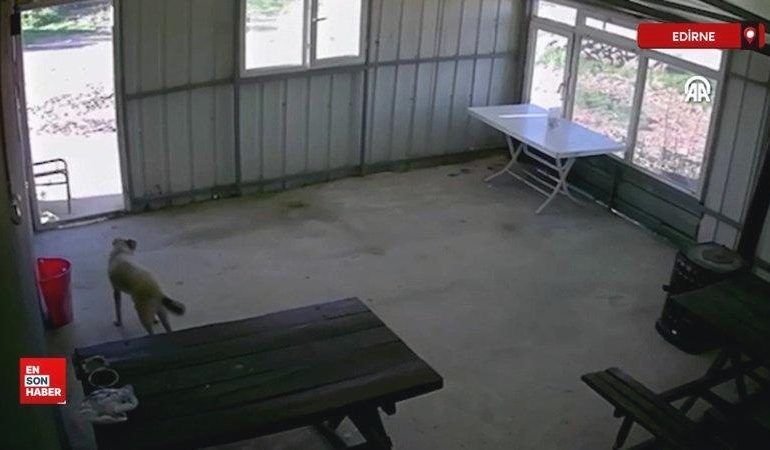 Edirne’de 5 aylık köpek köy sakini tarafından bastonla dövüldü