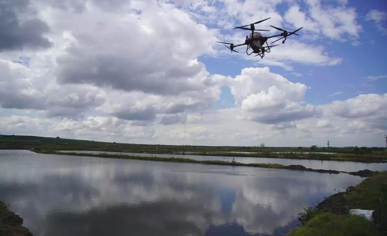 Edirne’de Dronla Çeltik Ekimi