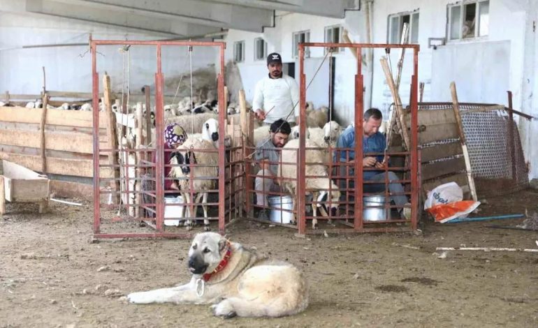 Elazığ’a 41 Milyon Lira Küçükbaş Hayvancılık Desteği