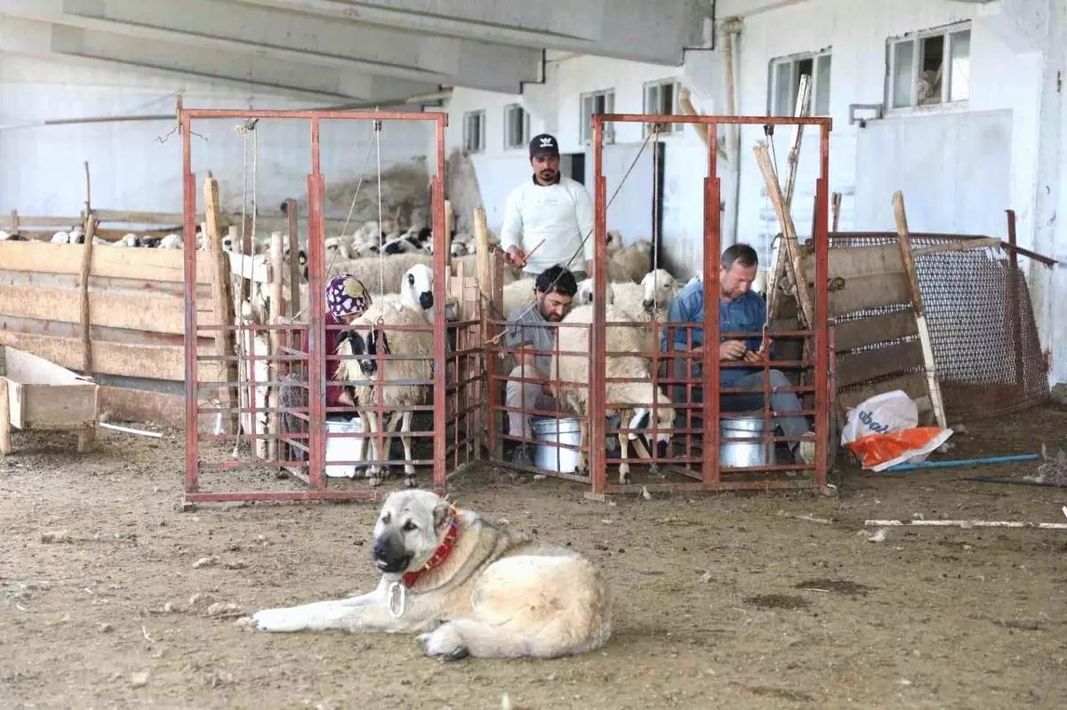 Elazığ’a 41 Milyon Lira Küçükbaş Hayvancılık Desteği