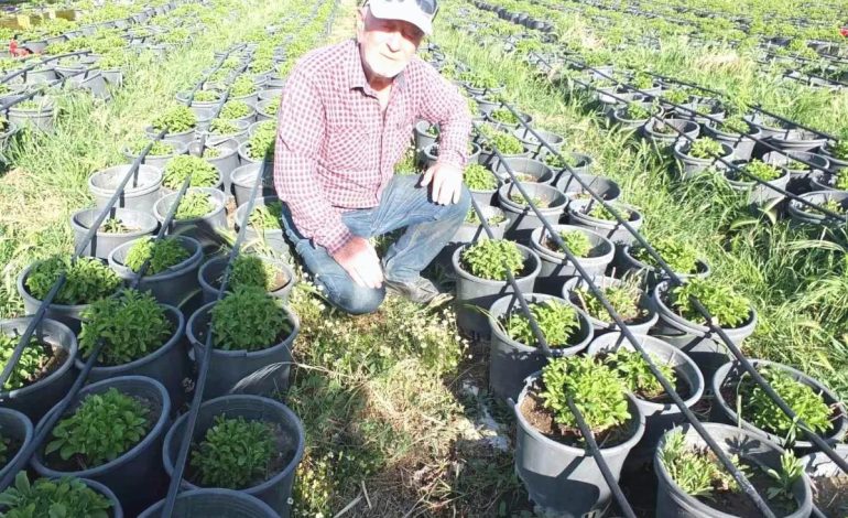 Emekli Albay Stevia ve Tütün Fidesi Üretimine Başladı