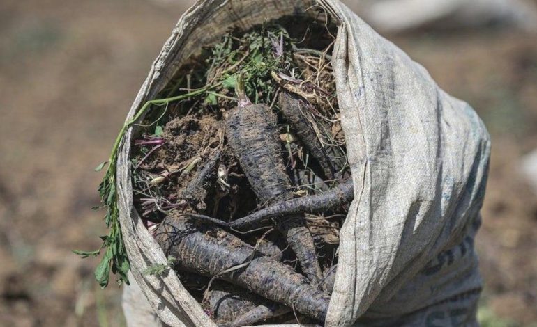 En sonunda depremzedelerin yüzünü güldüren bir haber kuraklığa rağmen tarlalardan geldi