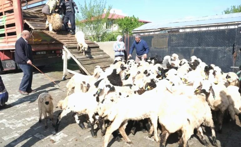 Erzincan’da Yayla Göçü Başladı