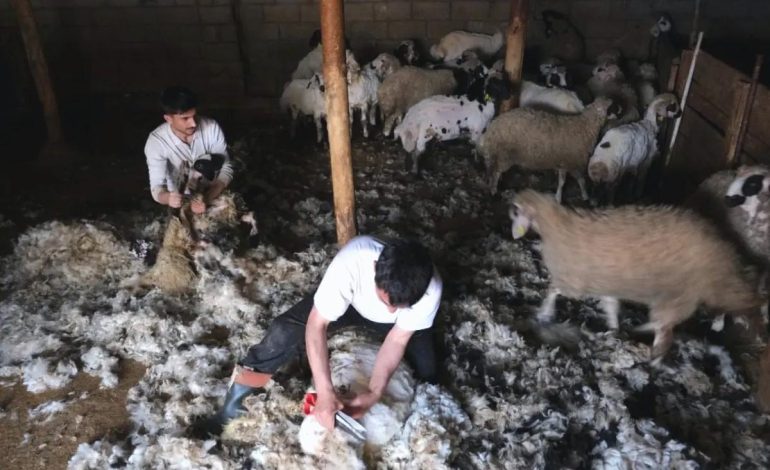 Erzincan’da Yün Kırkımı Başladı