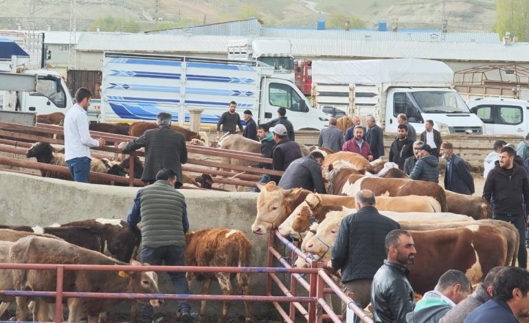 Erzurum’da kurbanlıklar görücüye çıktı