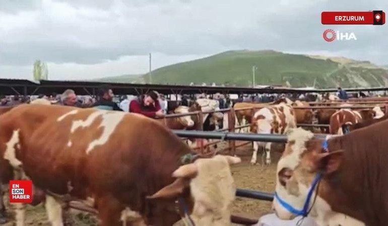 Erzurum’da kurbanlıklar görücüye çıktı