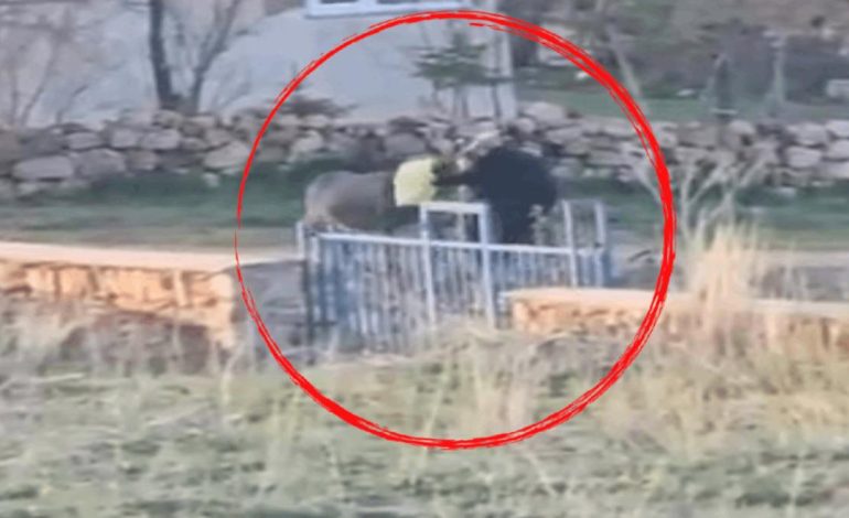 Eşekten ne istediniz? Döverek öldürdüler!