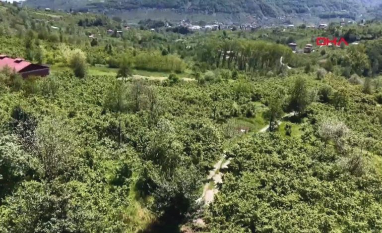 Felaket yolu! Geçenlere domuz, ayı, tilki, çakal, kurt ve başıboş köpek saldırıyor