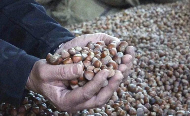 Fındık Fiyatları Sert Düşüşte