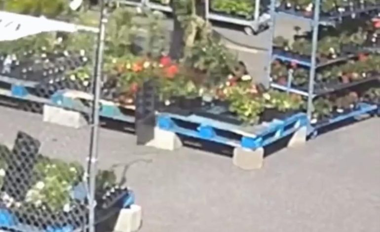 Fırtına çiçekçiyi yerle bir etti, tüm raflar devrildi