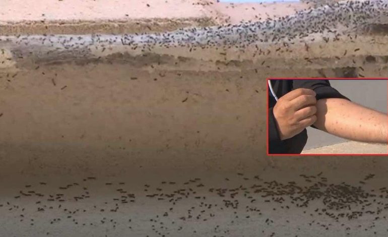 Fransa’da köylüler evlerini terk ediyor! Her yere yayıldı, yaşamak imkansız
