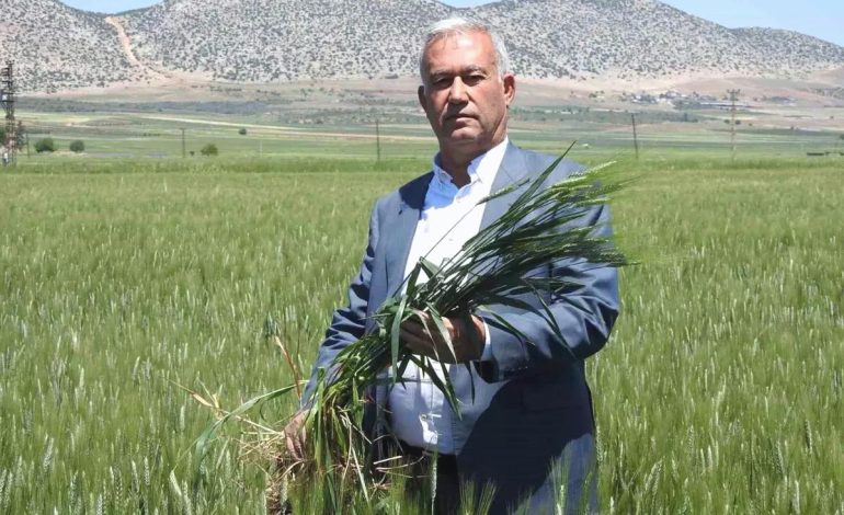 Gaziantep’te Buğday Rekoltesi Umut Veriyor