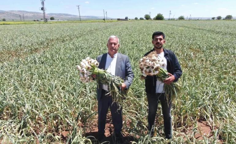 Gaziantep’te Sarımsak Hasadı Başladı