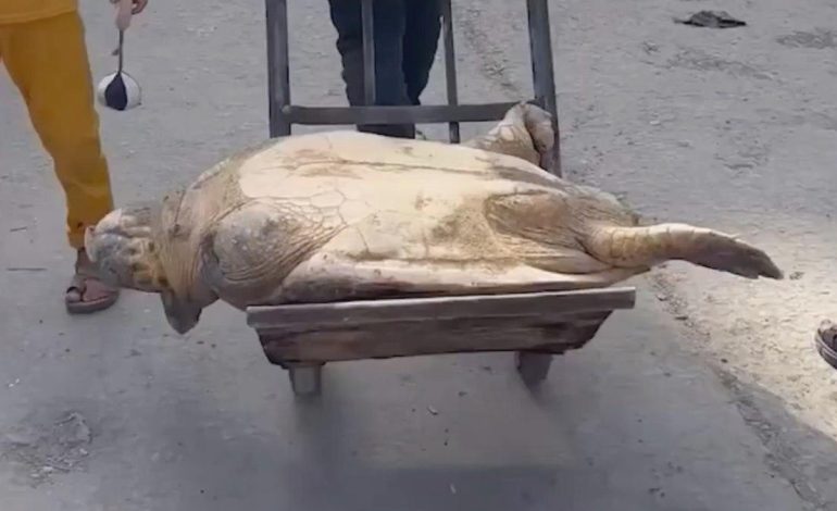 Gazze’de açlıkla savaşan insanlar, deniz kaplumbağası yiyor