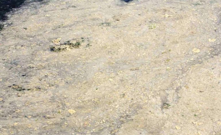 Gemlik’te Müsilaj Tehlikesi
