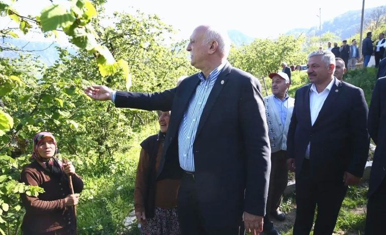 Giresun’da Fındık Bahçelerine Zirai Don Zarar Verdi