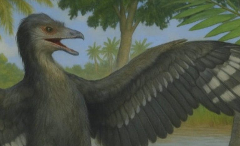 Güvercin büyüklüğündeki dinozorun sırrı çözülüyor