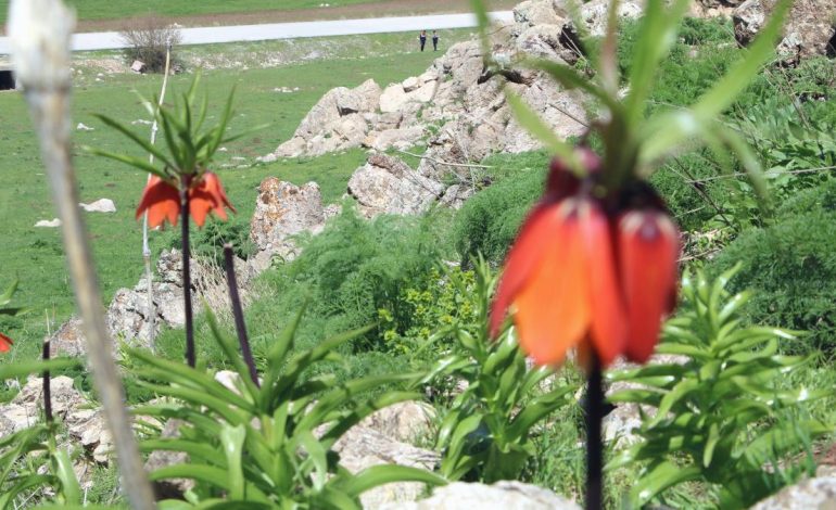 Hakkari’de ters laleleri jandarma ekipleri koruyor