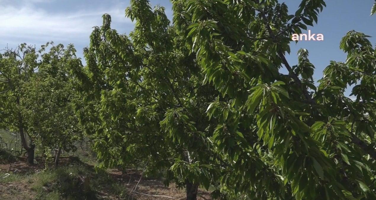 Hasadı başladı, çiftçinin umudu oldu: Kilosu 400 liradan satılıyor