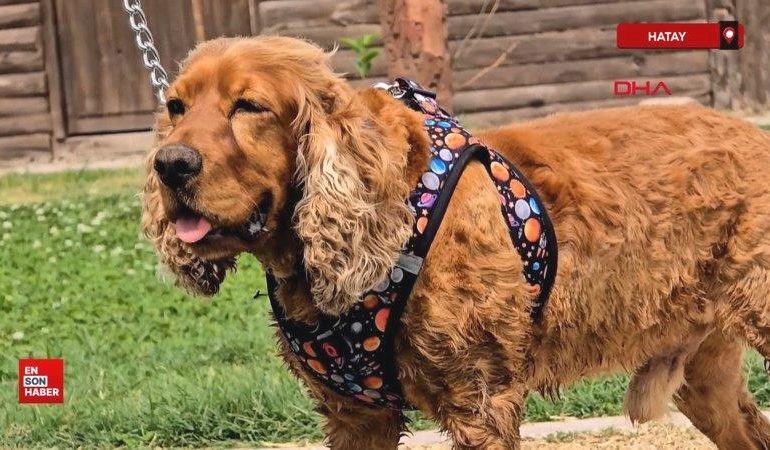 Hatay’da 3 aydır kayıp köpeği Çilek’i ağaca bağlı halde buldu