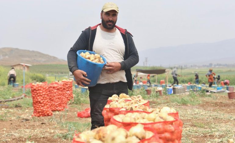 Hatay’da don ve kuraklık rekolteyi etkilemedi: Soğan tarladan 8 TL’den alıcı buluyor