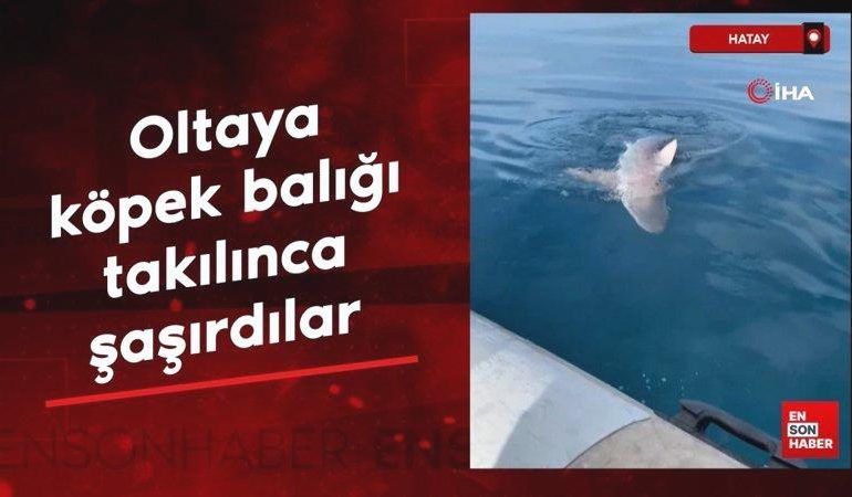 Hatay’da oltaya köpek balığı takıldı