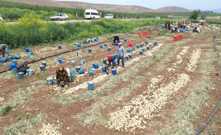 Hatay’da Soğan Hasadı Başladı