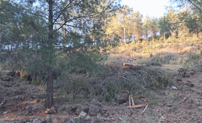 Hatay’da TOKİ projesi için ağaçlar kesildi!