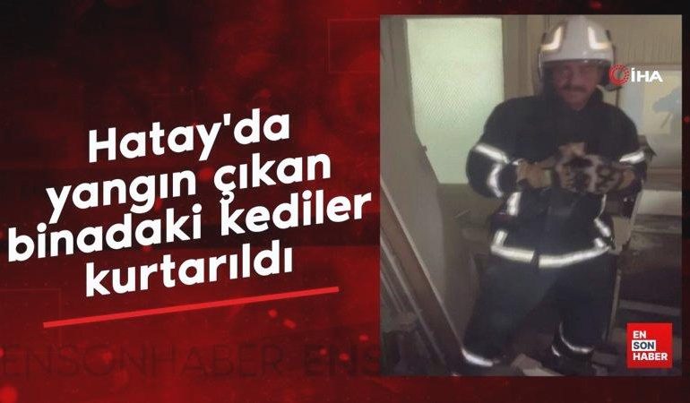 Hatay’da yangın çıkan binadaki kediler kurtarıldı