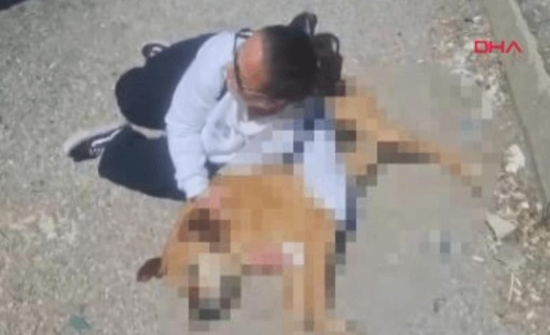 Hayvanseverlerden, belediye önünde ‘ölü köpek’ ile eylem