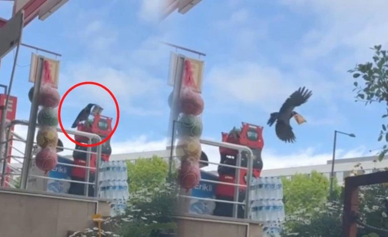 ‘Hırsız’ kargayla esnafın diyaloğu gündem oldu