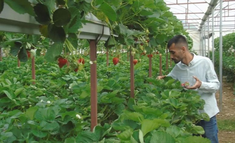 İslahiye’de Topraksız Çilek Üretimi