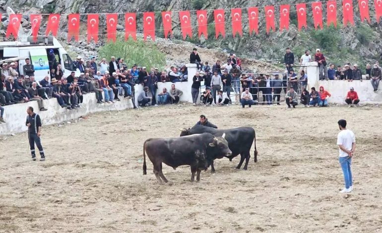 İspir’de Boğa Güreşlerinde Kavga Çıktı