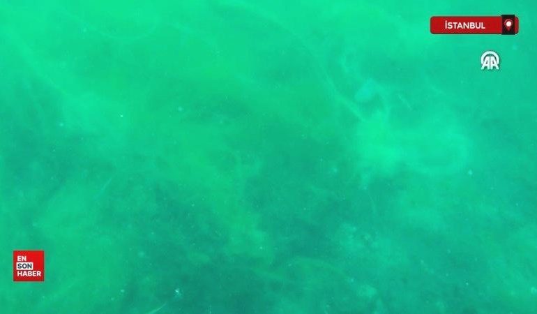İstanbul Boğazı’ndaki deniz çayırlarının üzerinde müsilaj görüldü