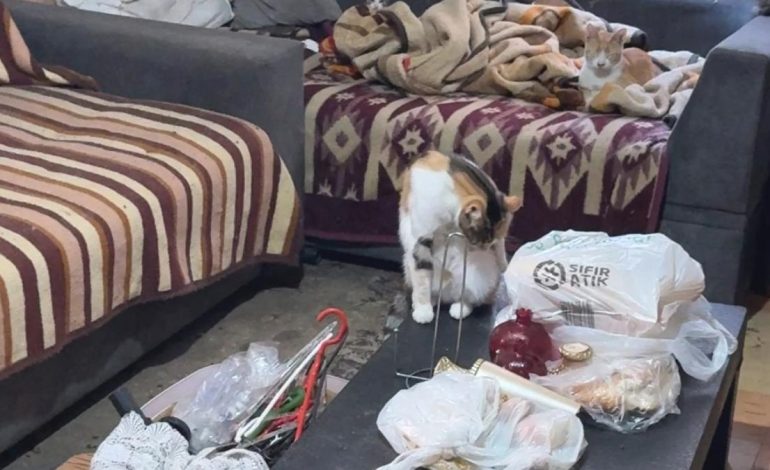 İstanbul’da ‘çöp ev’ ihbarı: Kötü kokunun nedeni kediler çıktı