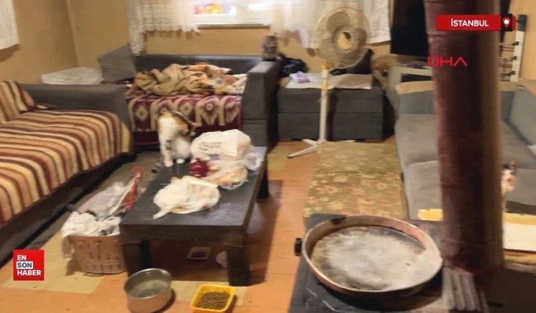 İstanbul’da ‘Çöp ev’ ihbarı: Kötü kokunun nedeni kediler çıktı